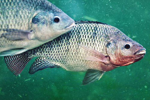 aquaponics-fish-tilapia aquaponics-fish-tilapia
